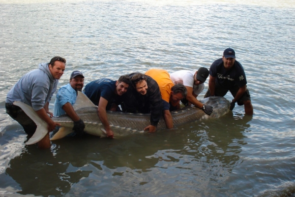 Giant Sturgeon