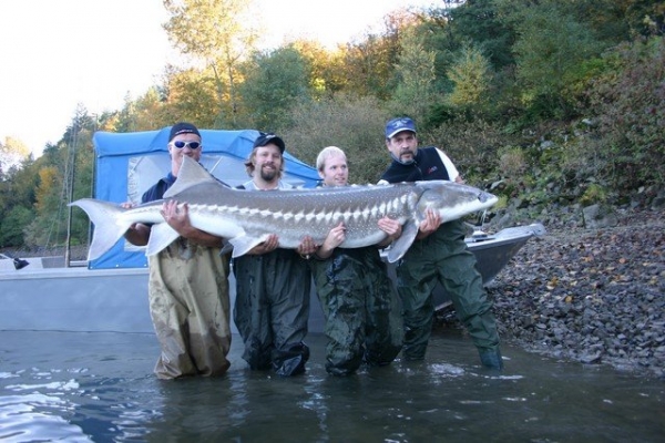 Record Sturgeon